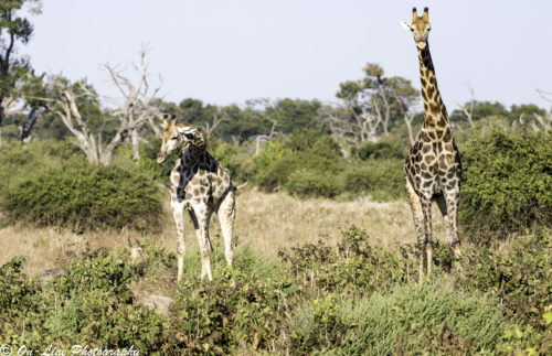 Day12_Chobe-6631