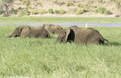 Day12_Chobe_River Cruise-2508