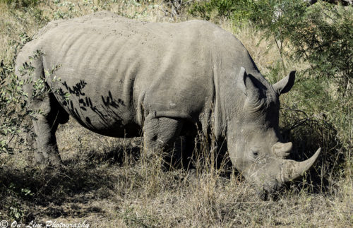White Rino grazing near the road