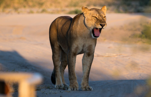 Lioness_roar banner-3109