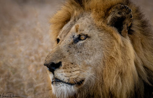 Africa_2022 Male Lion-1788